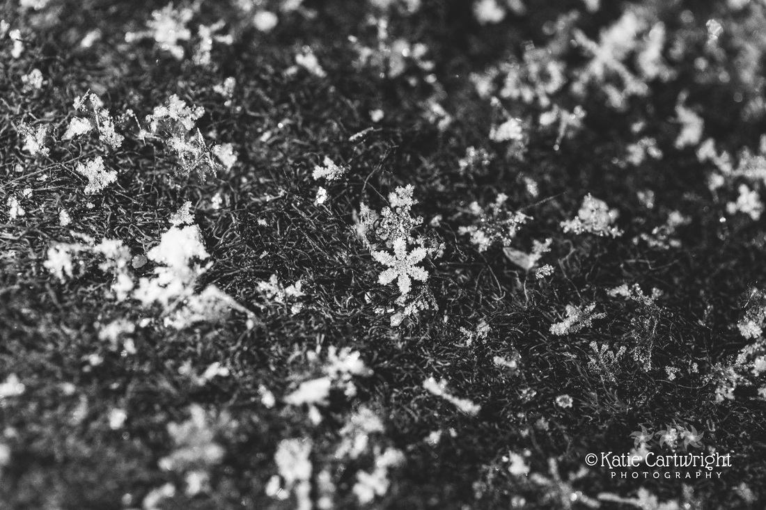 Macro flower shaped snowflake in black and white