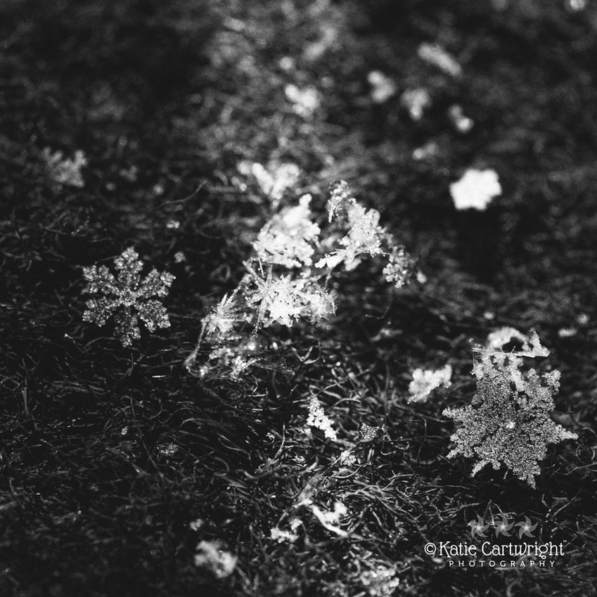macro snowflake in black and white