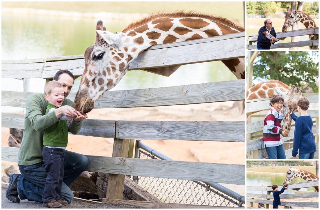 Birthday with giraffes at the Richmond Metro Zoo in Virginia.  Event photography by Katie Cartwright Photography.